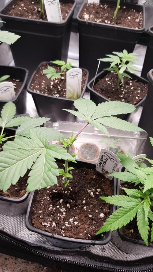 Poison Crafting. Week 3