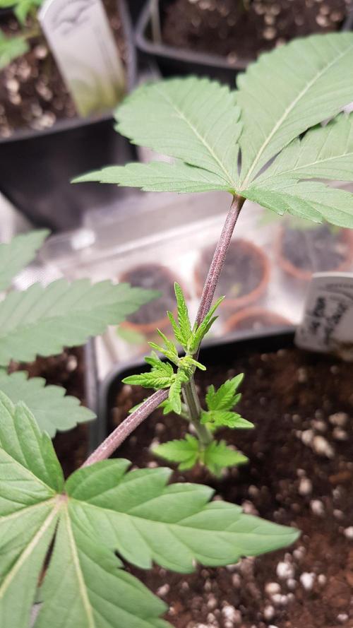 Poison Crafting. Week 3
