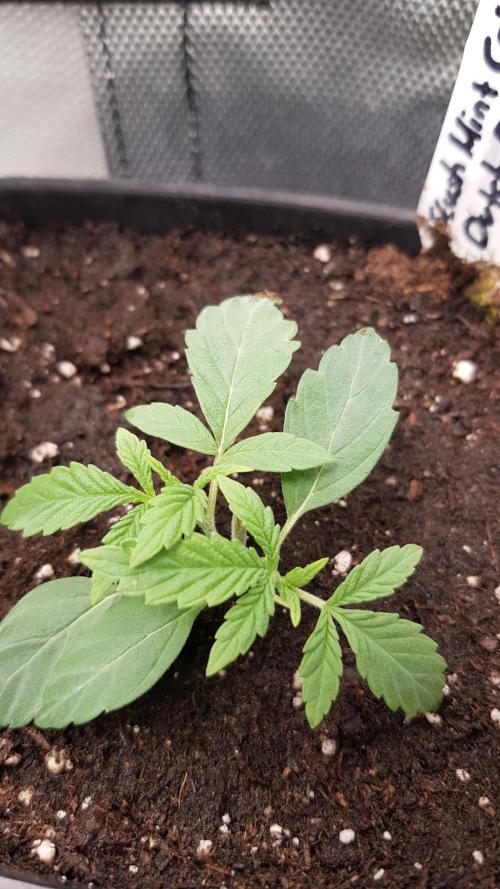 Slush Mint Cake. Week 3