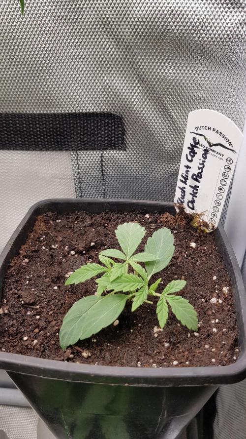 Secret Cake. Week 3