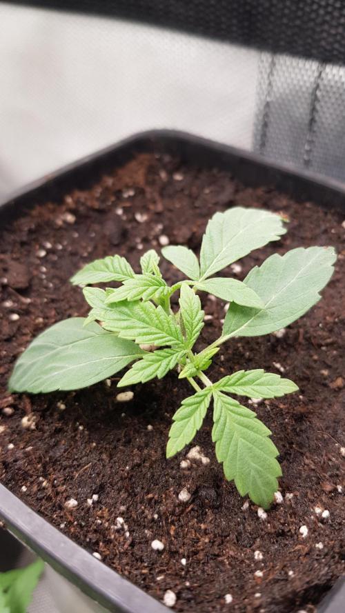Secret Cake. Week 3