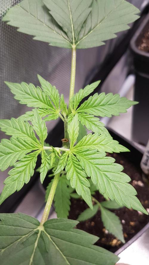 Black Muffin F1 Fast Version. Week 3