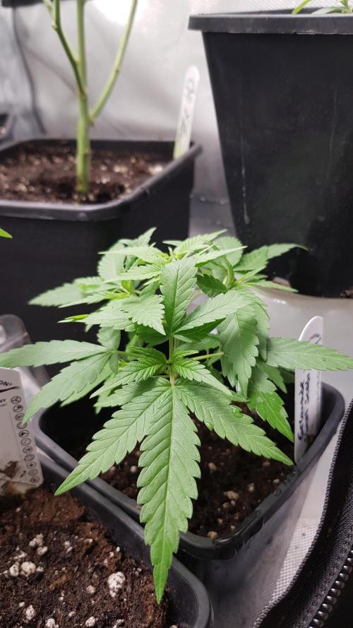 Summer Preperation. Week 3