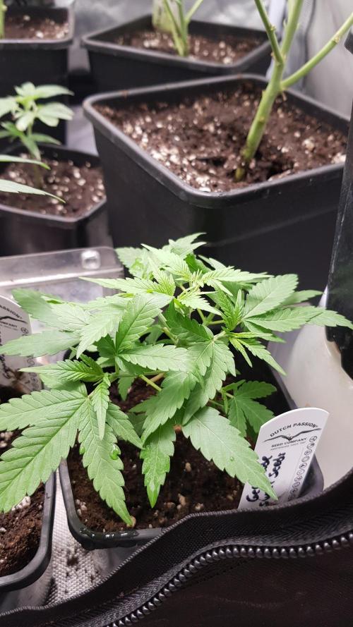 Gelonade. Week 3