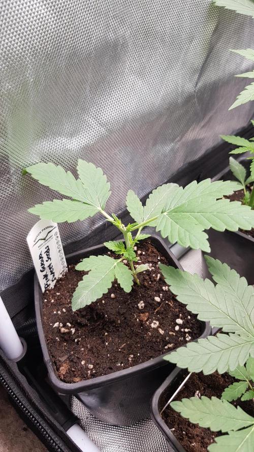 Changing Colours. Week 3