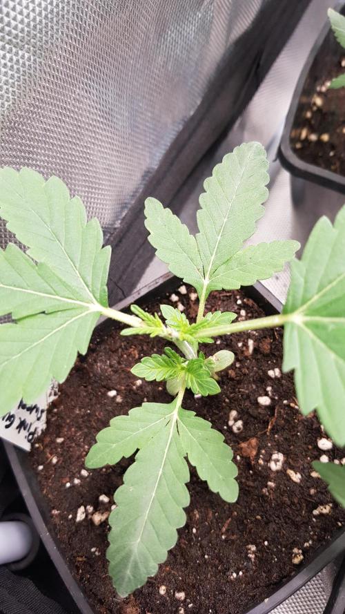 Changing Colours. Week 3