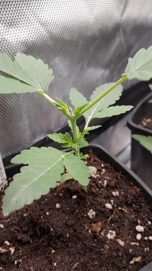 Changing Colours. Week 3
