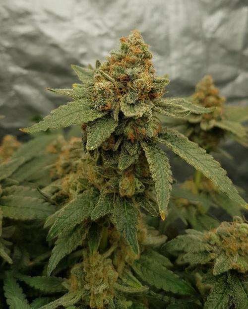 Forbiden Oreo. Week 14