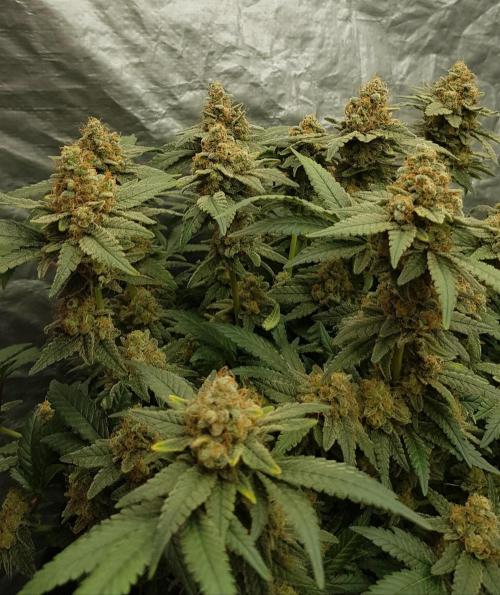 Forbiden Oreo. Week 14