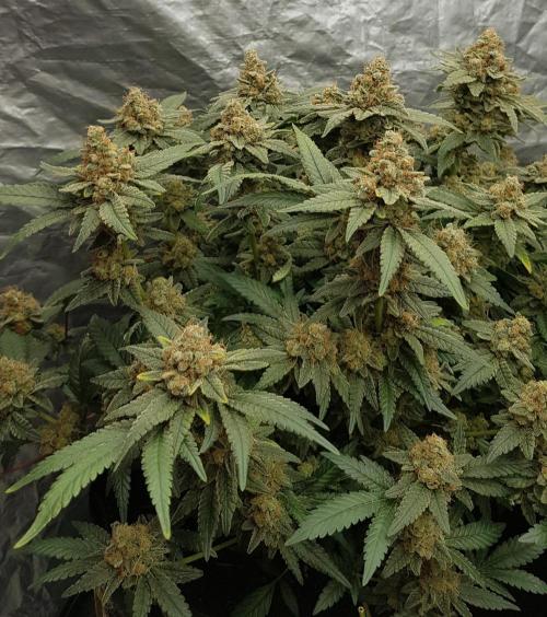 Forbiden Oreo. Week 14