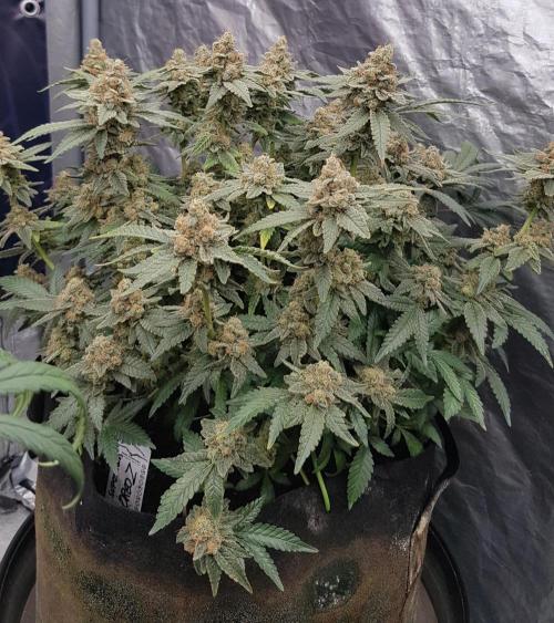 Forbiden Oreo. Week 14