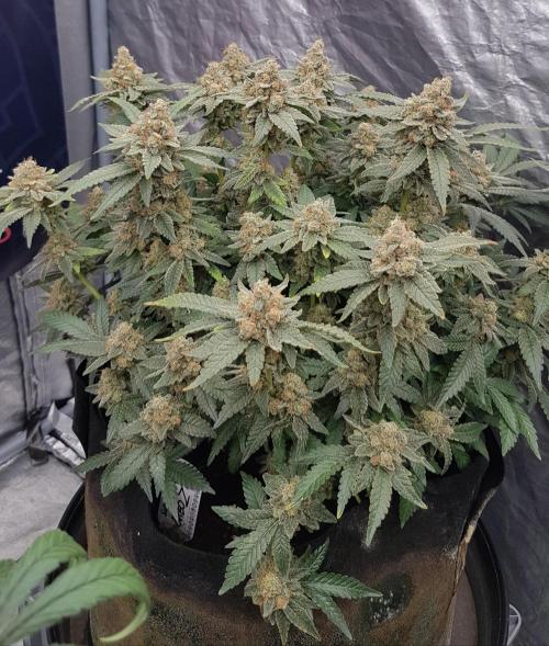 Forbiden Oreo. Week 14