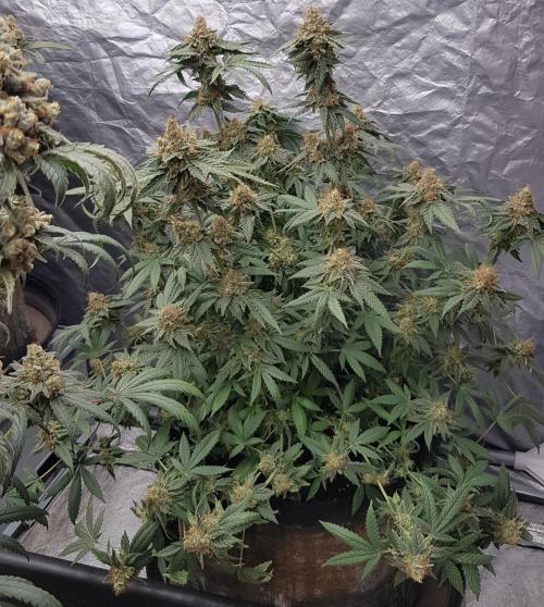 Breeding Special. Week 14