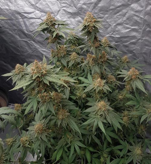 Breeding Special. Week 14