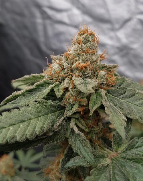 Breeding Special. Week 14