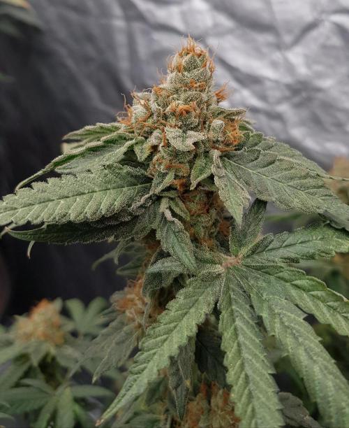 Breeding Special. Week 14
