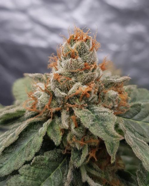 Breeding Special. Week 14