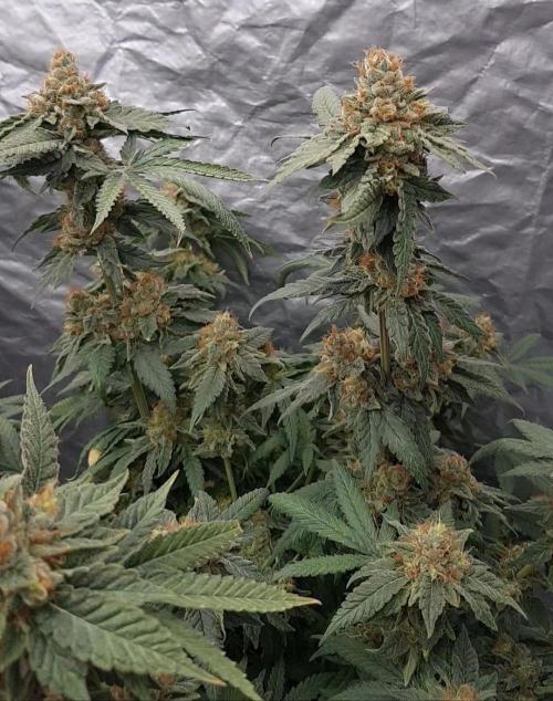 Breeding Special. Week 14