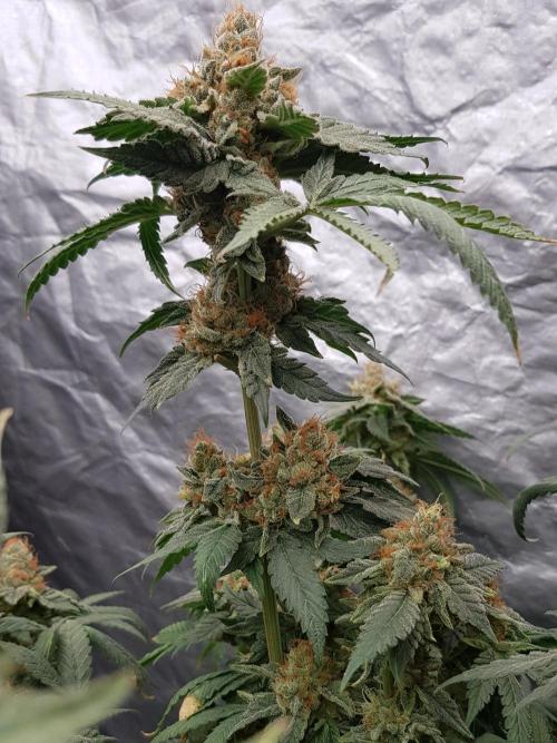 Breeding Special. Week 14