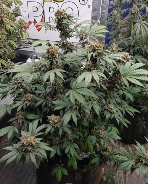 Home Of The Amnesia. Week 14