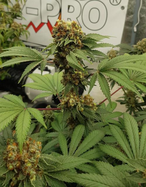 Home Of The Amnesia. Week 14