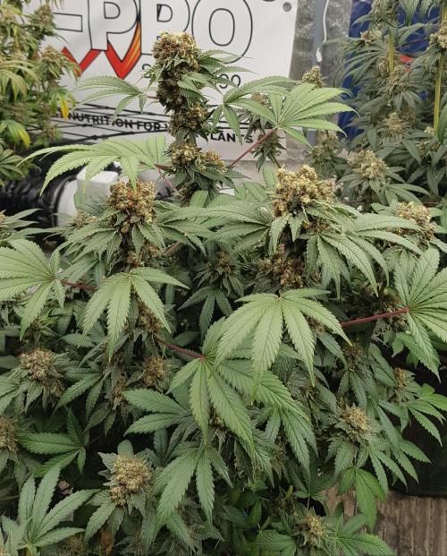 Home Of The Amnesia. Week 14