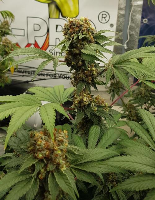 Home Of The Amnesia. Week 14