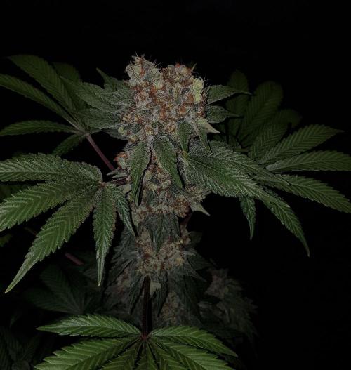 Home Of The Amnesia. Week 14