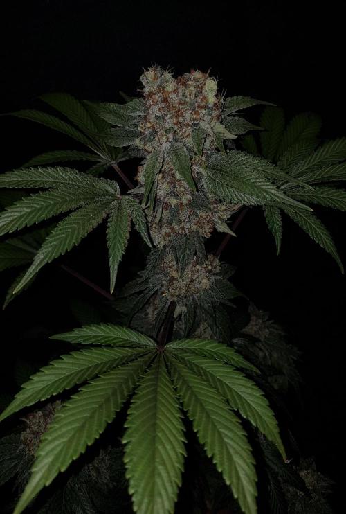 Home Of The Amnesia. Week 14