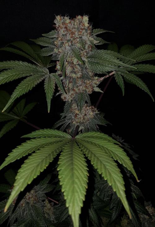 Home Of The Amnesia. Week 14