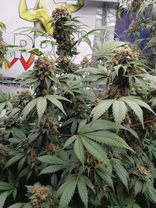 Home Of The Amnesia. Week 14