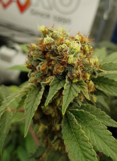Home Of The Amnesia. Week 14