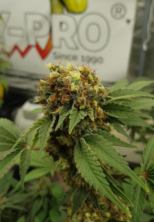 Home Of The Amnesia. Week 14