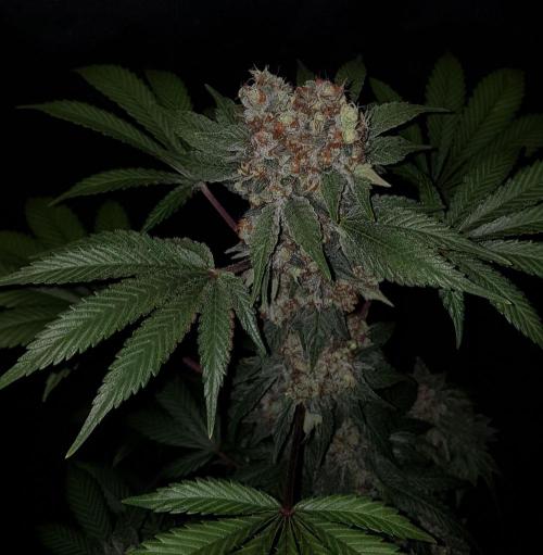 Home Of The Amnesia. Week 14