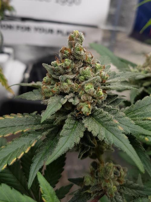 Home Of The Amnesia. Week 14