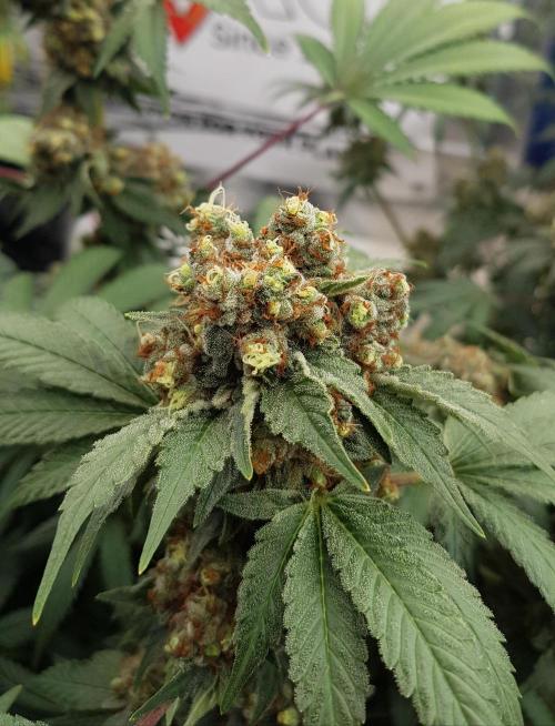 Home Of The Amnesia. Week 14