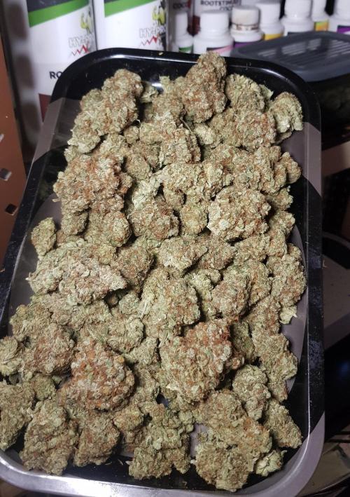 Amnesia. Week 14