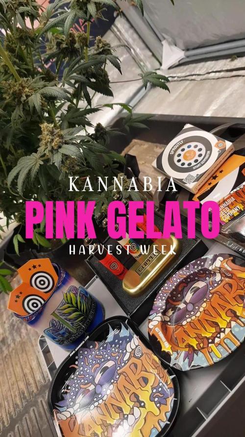 Gelato goes Pink