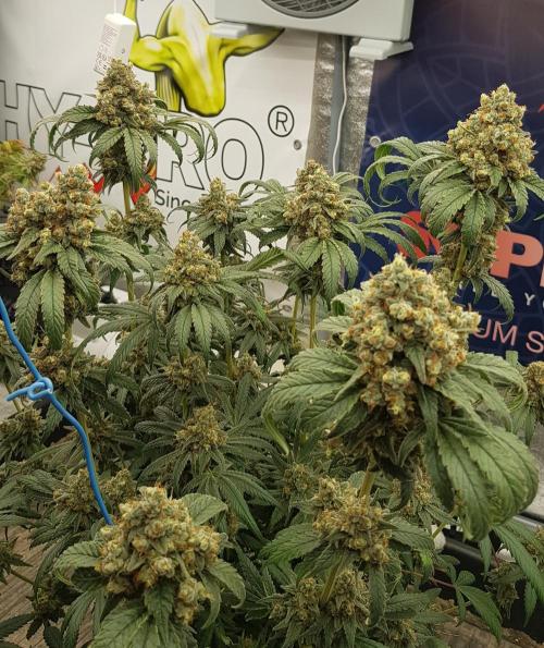 Gelato goes Pink. Week 14
