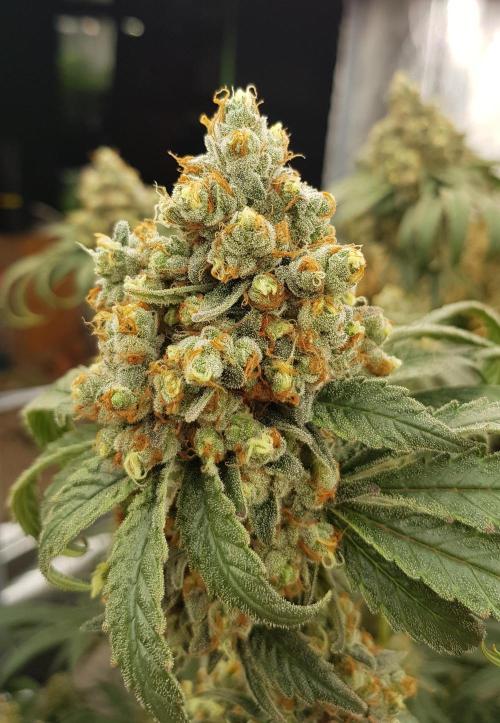 Gelato goes Pink. Week 14