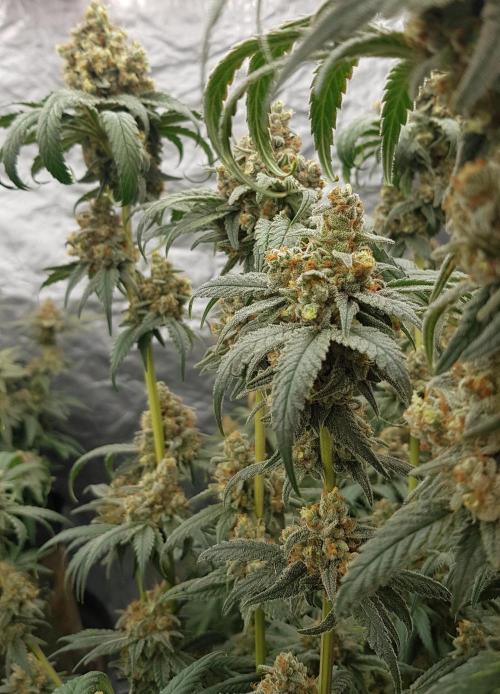 Gelato goes Pink. Week 14