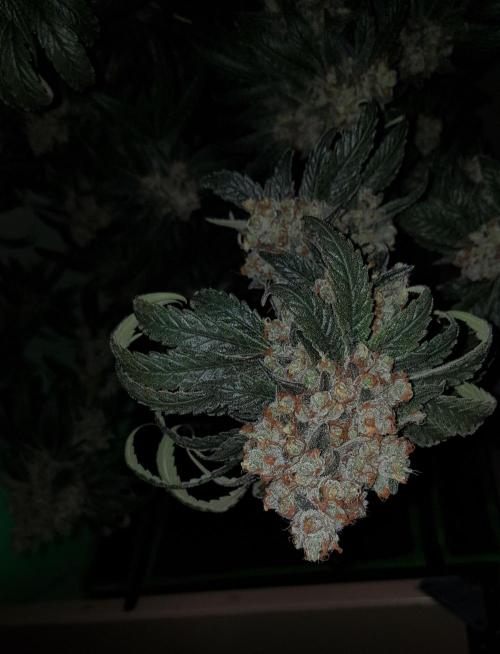 Pink Gelato. Week 14