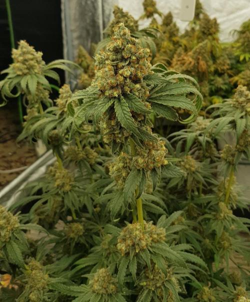 Gelato goes Pink. Week 14