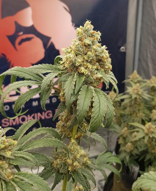 Gelato goes Pink. Week 14