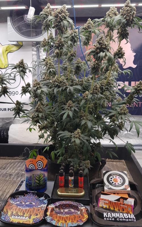 Gelato goes Pink. Week 14