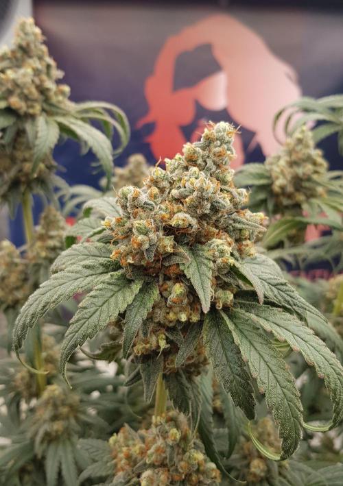 Gelato goes Pink. Week 14