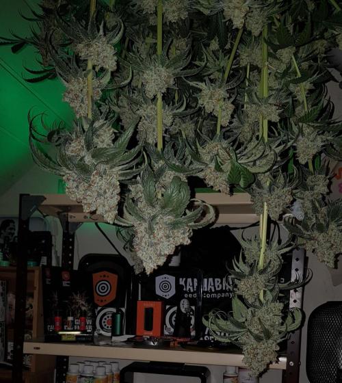 Gelato goes Pink. Week 14
