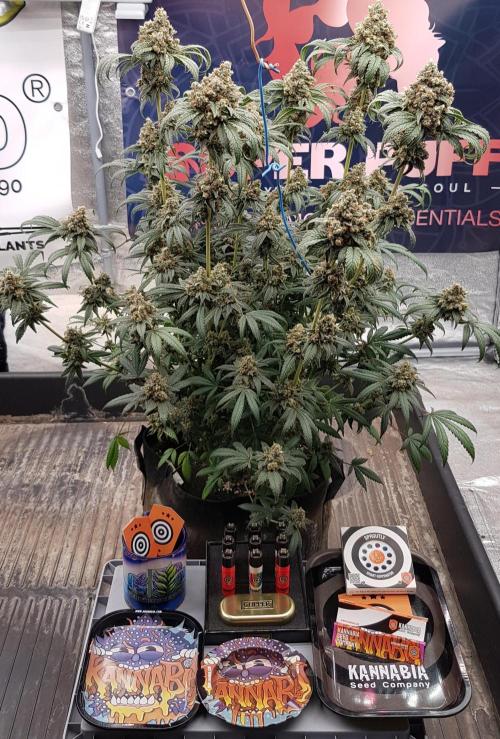 Gelato goes Pink. Week 14