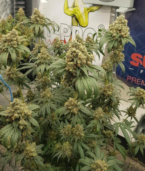 Gelato goes Pink. Week 14