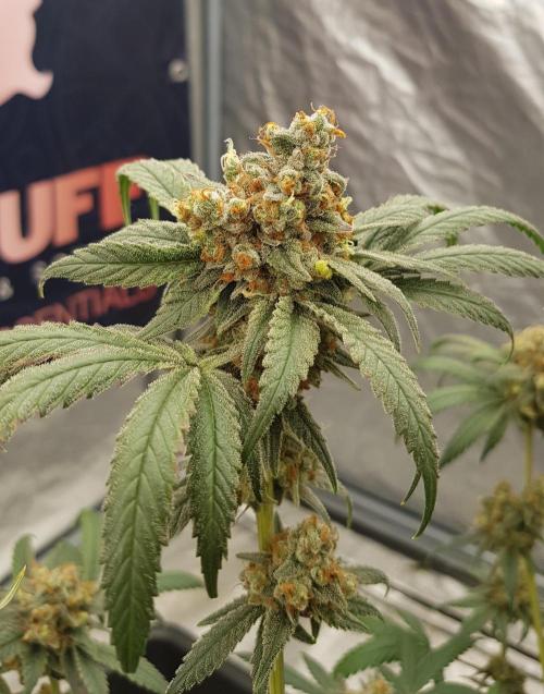 Gelato goes Pink. Week 14